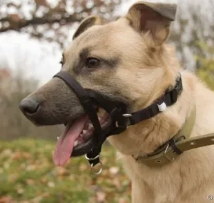 A coleira cabresto é indicada para cães que puxam muito no passeio