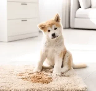 O educador sanitário para cachorro é uma ótima forma de ensinar o doguinho a fazer xixi no lugar correto