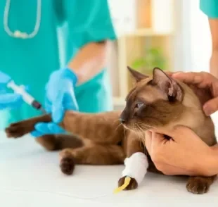 A consulta veterinária e o check-up anual são essenciais para garantir a saúde do gato