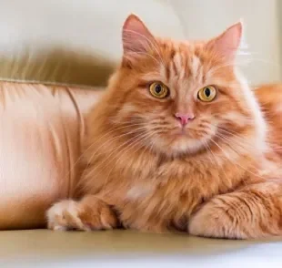 Os gatos laranjas são carinhosos e grandes amigos dos humanos. Saiba mais sobre bichanos com essa cor