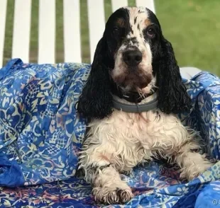 Um hotel que aceita cachorro é uma ótima opção para viajar com toda a família, sem deixar o pet para trás