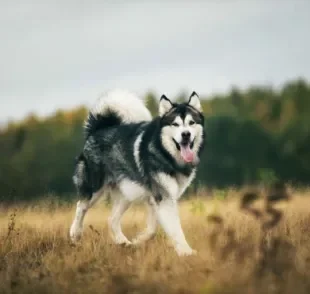 Malamute do Alasca e Husky Siberiano são duas raças de cachorro parecidas, mas cada uma tem traços e características únicas