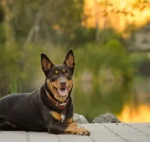 O Kelpie Australiano é um típico cão de pastoreio. Saiba mais sobre a raça!