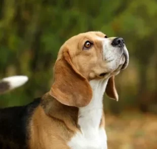 O lúpus canino é uma doença autoimune que precisa de tratamento ao longo de toda a vida
