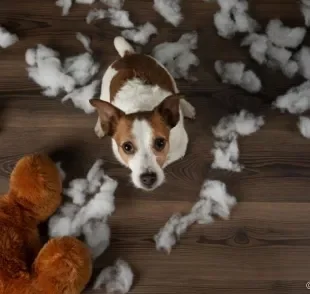 O cachorro destruindo tudo precisa ter sua energia deslocada para outro lugar