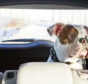 Cachorro no carro: saiba o que fazer quando o pet sofre com as viagens