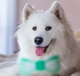 Descubra os nomes para cachorros brancos que mais combinam com o seu pet de pelagem clara