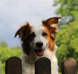 Cachorro latindo, mordendo ou pulando na visita: saiba o que esses comportamentos podem significar