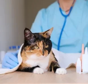 A ureia alta em gatos, assim como o nível elevado da creatinina, pode ser um sinal de alerta