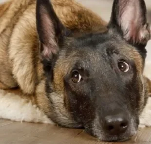 O Pastor Belga é um cãozinho com diferentes variações e muitas particularidades