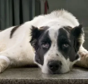 Cachorro picado por aranha precisa de cuidados específicos. Saiba o que fazer