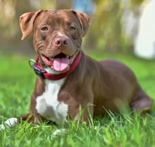 O Pitbull é um cachorro cheio de curiosidades que as pessoas nem imaginam