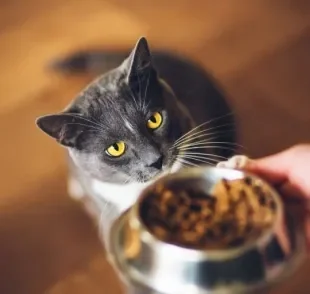 Será que o sachê para gatos é tão nutritivo quanto a ração seca?