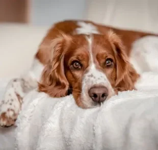  Descubra quais são as sequelas da cinomose que mais afetam os cães 