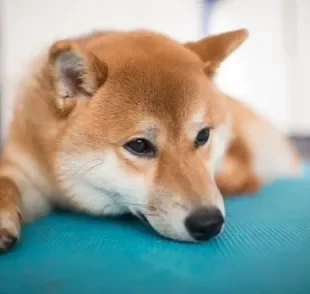 O tapete antiderrapante para cachorro é um aliado em várias situações do dia a dia do pet