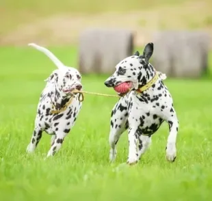 Cachorro brincalhão: veja quais raças de cachorro grande que têm essa característica
