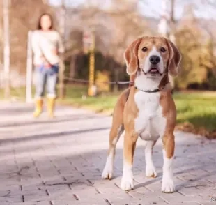 Passear com cachorro requer todo um preparo, dos acessórios a escolha do melhor horário