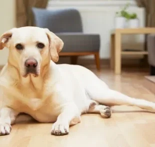  Piso antiderrapante para cachorro, porcelanato, madeira... saiba qual deles você deve escolher! 