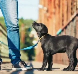 O filhote de cachorro não pode passear até que tenha tomado todas as vacinas obrigatórias