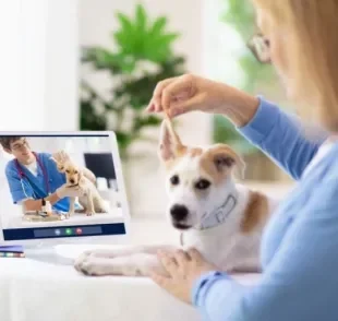 O atendimento com veterinário online tem sido uma opção para muitas pessoas. Saiba mais sobre o assunto