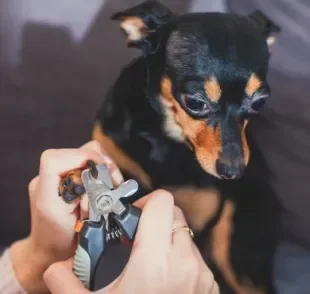 Como cortar unha preta de cachorro: é necessário ter muito cuidado com o sabugo da unha