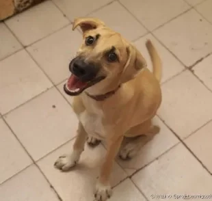  O cachorro de rua precisa de tantos cuidados quanto qualquer outro bichinho 