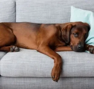 O barulho na barriga do cachorro pode ser uma reação natural ou representar algo mais sério