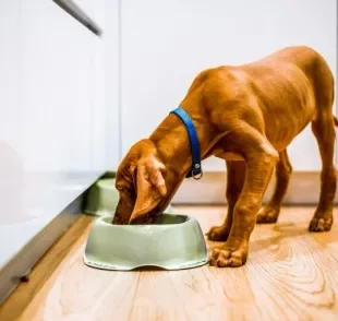 O cachorro emagrecendo precisa de uma avaliação completa da saúde por um médico veterinário