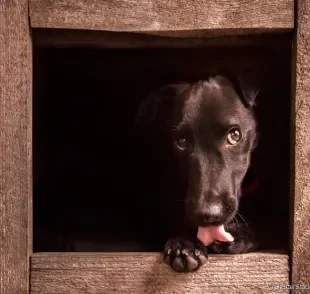 Cachorro lambendo as patas: saiba mais sobre como resolver esse problema.