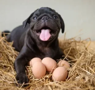 Dar ovo para cachorro pode ajudar a incrementar a alimentação do pet