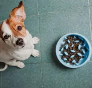  Comedouro lento para cachorro : saiba o que o acessório pode fazer pela saúde e alimentação do seu pet!