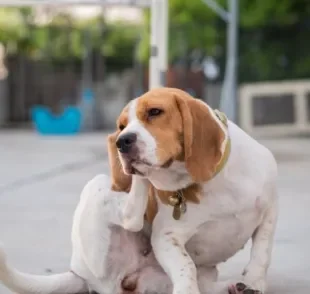 O cachorro com alergia na pele é um quadro que se desenvolve por diferentes motivos