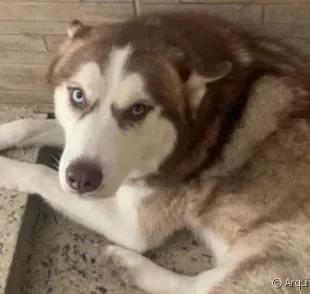 O Husky Siberiano é um cachorro grande com temperamento tranquilo, embora seja teimoso às vezes