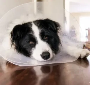 A castração de cachorro macho é um procedimento capaz de trazer inúmeros benefícios ao pet