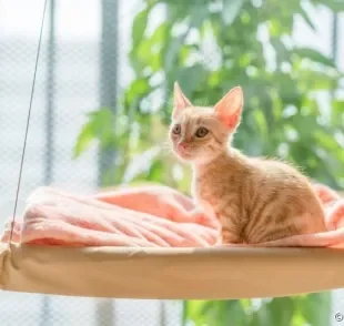 A cama suspensa para gatos é uma ótima escolha para os animais que gostam de ficar no alto