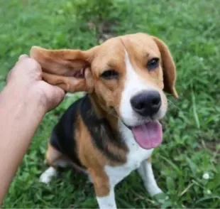 Como limpar orelha de cachorro? Caseiro ou que goste de passear, todo cãozinho precisa de cuidados na região