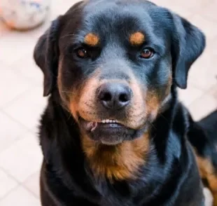 Convulsão em cachorro: descubra o que pode causar e o que fazer com o seu amigo nesse momento