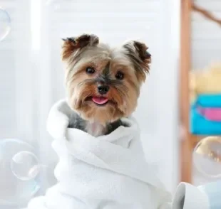 O banho em cachorro deve ser dado a cada 15 dias ou pelo menos uma vez por mês, dependendo da raça