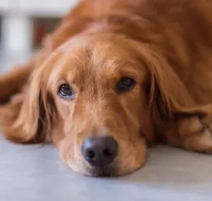 Antialérgico para cachorro: saiba quando usar o medicamento para cuidar do animal
