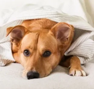 A presença de sangue nas fezes do cachorro é o sinal claro de que tem algo de errado com o animal. Fique atento!