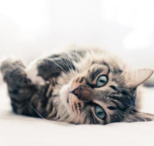 Esporotricose felina tem tratamento e cura, por isso é importante cuidar assim que perceber os primeiros sintomas.
