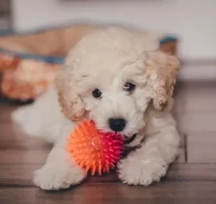 O filhote de Poodle tem como característica um comportamento animado e brincalhão