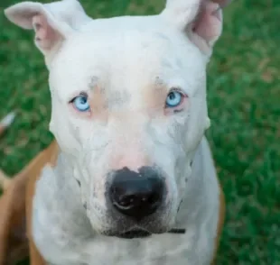 O fungo em cachorro pode desencadear vários problemas de saúde