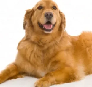 O Golden Retriever é um cão com muitas qualidades