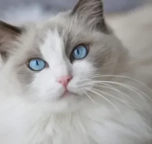 A hiperplasia mamária felina afeta as fêmeas causando aumento das glândulas mamárias