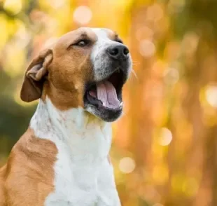 O latido de cachorro pode significar desde alegria até tédio