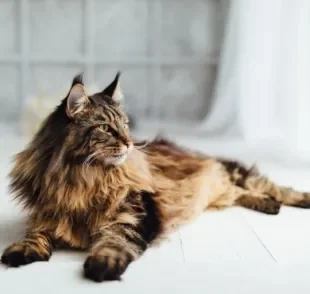 A convivência com o gato Maine Coon é muito mais divertida e gostosa do que muitos imaginam