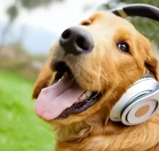 Música para cachorro: uma espécie de terapia para deixar os pets mais relaxados