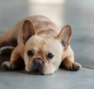 Pancreatite em cachorro é uma doença grave, mas tem cura e tratamento.