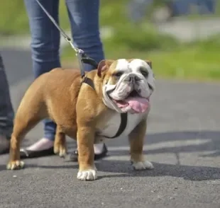 Passear com cachorro também depende da rotina alimentar do seu cãozinho. Entenda o por quê